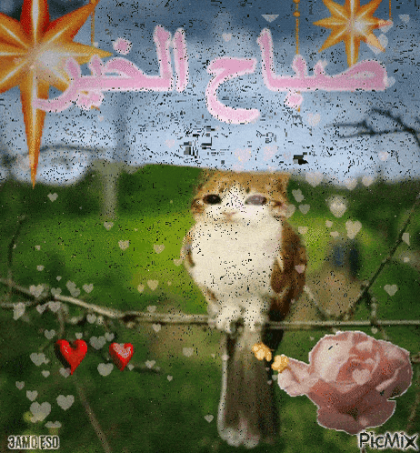 صورة متحركة عربية GIF: صباح الخير meowl eso — صباح الخير، meowl، eso — للمشاركة على واتساب