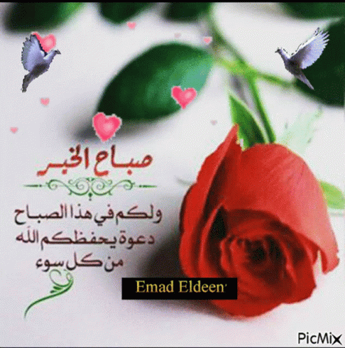 صورة متحركة عربية GIF: صباح الخير صباح الخير — صباح الخير، صباح، الخير — للمشاركة على واتساب