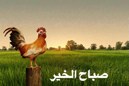 صورة متحركة عربية GIF: صباح الخير Rooster Good Morning — صباح الخير، Rooster، Good Morning — للمشاركة على واتساب