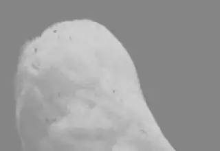 صورة متحركة عربية GIF: شنو شو ايه — للمشاركة على واتساب